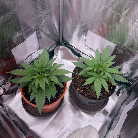 Gorilla Cookies Auto growlog timeline photo