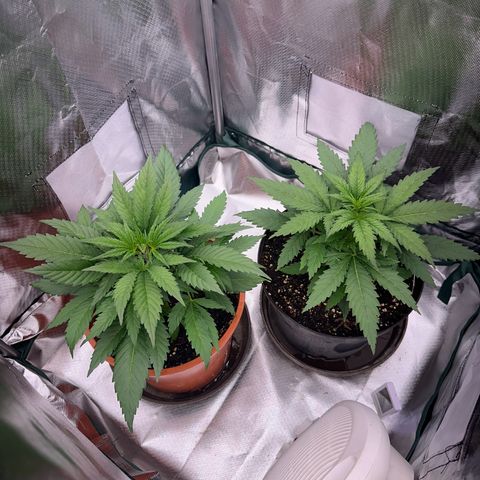 Gorilla Cookies Auto growlog timeline photo