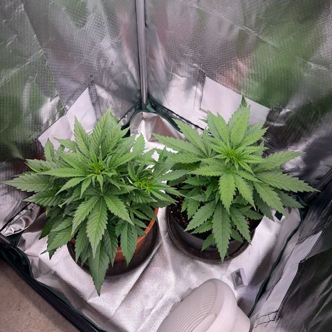 Gorilla Cookies Auto growlog timeline photo