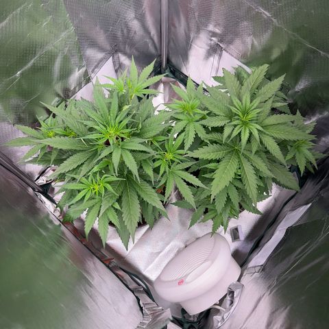 Gorilla Cookies Auto growlog timeline photo