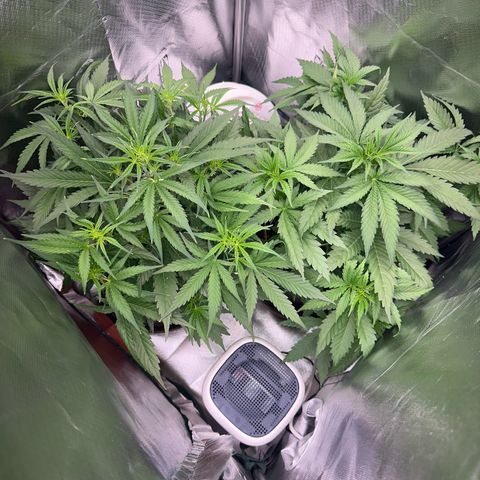 Gorilla Cookies Auto growlog timeline photo