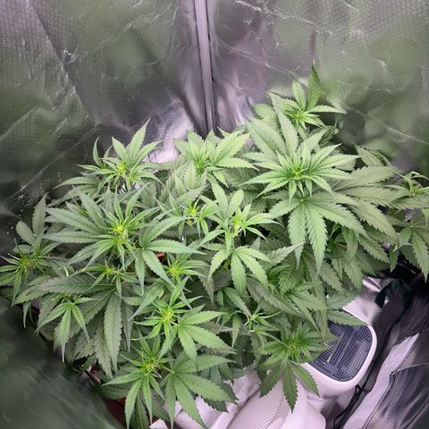 Gorilla Cookies Auto growlog timeline photo