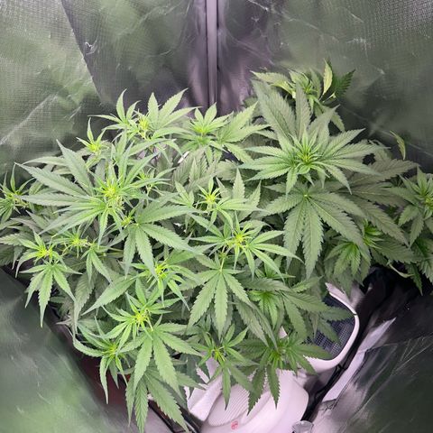 Gorilla Cookies Auto growlog timeline photo