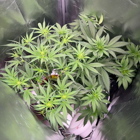 Gorilla Cookies Auto growlog timeline photo