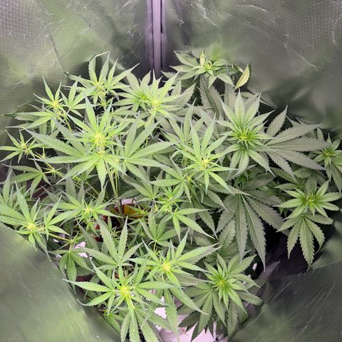 Gorilla Cookies Auto growlog timeline photo