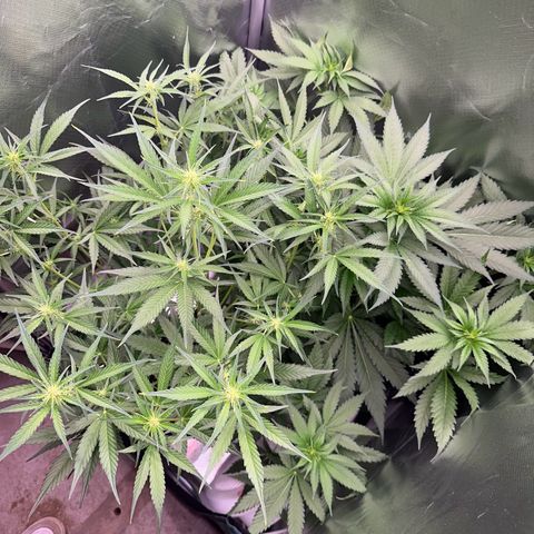 Gorilla Cookies Auto growlog timeline photo