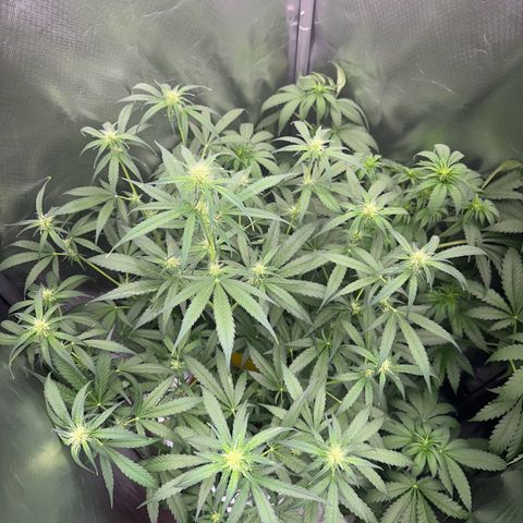 Gorilla Cookies Auto growlog timeline photo