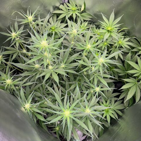 Gorilla Cookies Auto growlog timeline photo