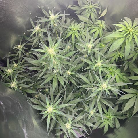 Gorilla Cookies Auto growlog timeline photo