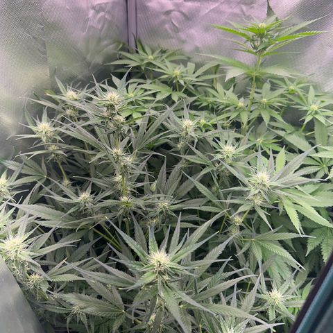 Gorilla Cookies Auto growlog timeline photo