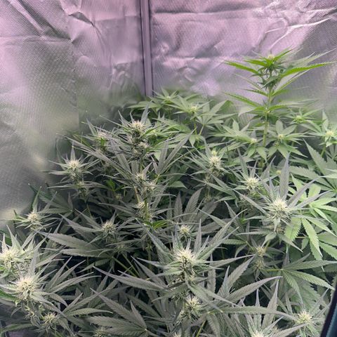 Gorilla Cookies Auto growlog timeline photo