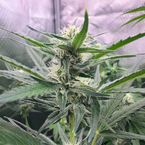 Gorilla Cookies Auto growlog timeline photo