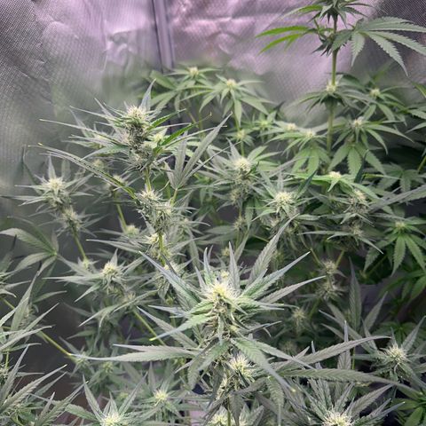 Gorilla Cookies Auto growlog timeline photo