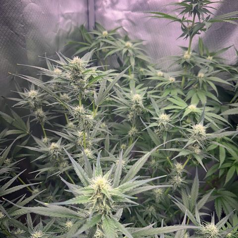Gorilla Cookies Auto growlog timeline photo