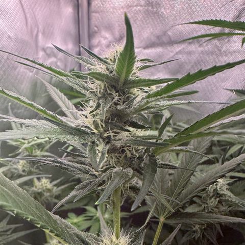 Gorilla Cookies Auto growlog timeline photo