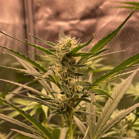 Gorilla Cookies Auto growlog timeline photo