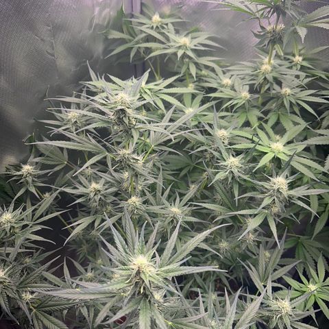 Gorilla Cookies Auto growlog timeline photo