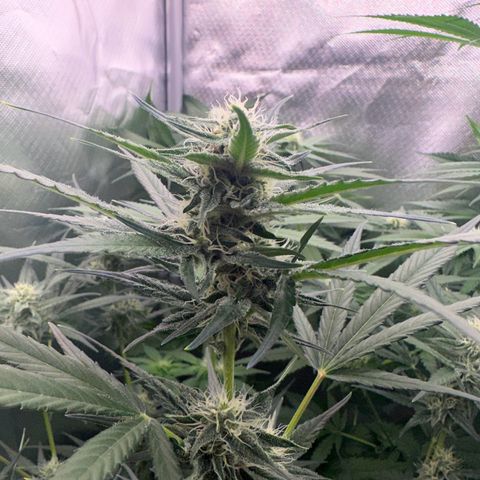 Gorilla Cookies Auto growlog timeline photo