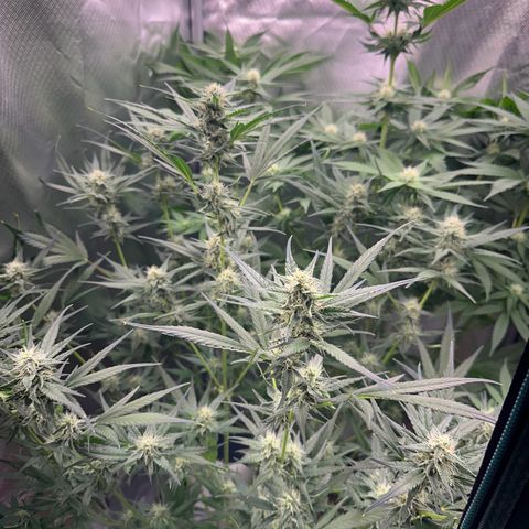 Gorilla Cookies Auto growlog timeline photo