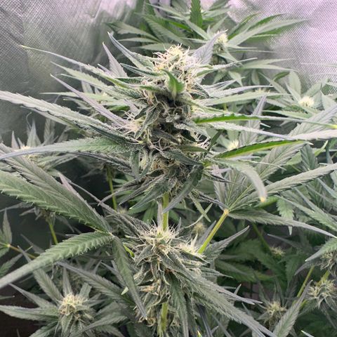 Gorilla Cookies Auto growlog timeline photo