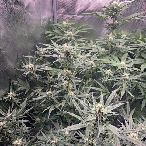 Gorilla Cookies Auto growlog timeline photo