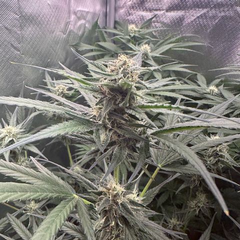 Gorilla Cookies Auto growlog timeline photo