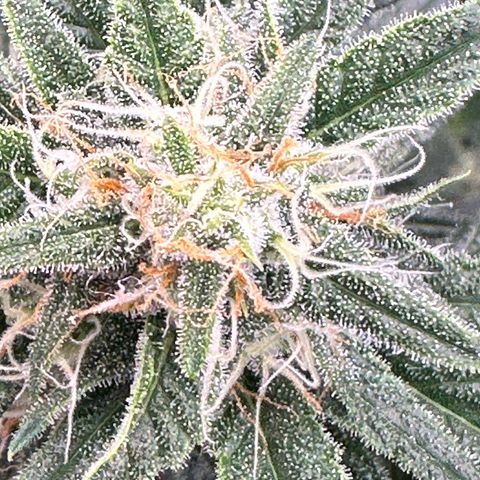 Gorilla Cookies Auto growlog timeline photo