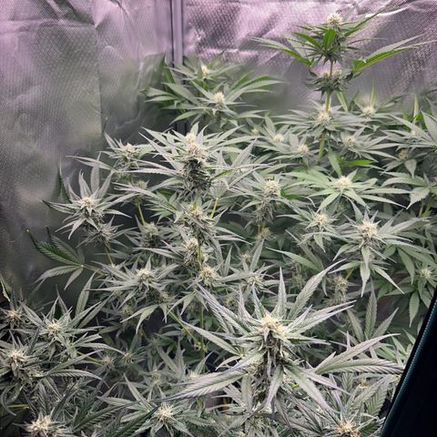 Gorilla Cookies Auto growlog timeline photo