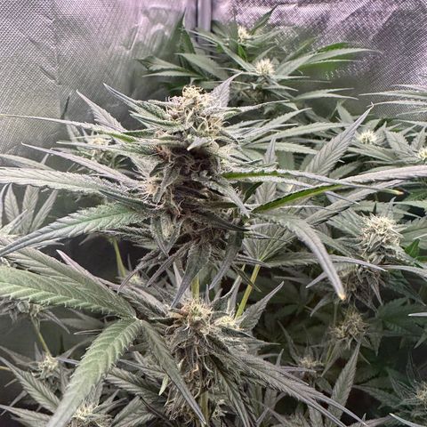 Gorilla Cookies Auto growlog timeline photo