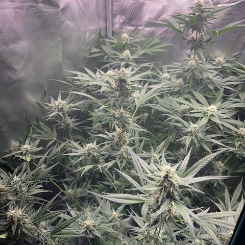 Gorilla Cookies Auto growlog timeline photo
