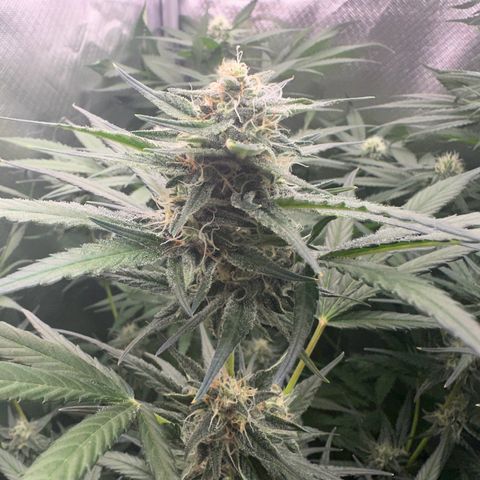 Gorilla Cookies Auto growlog timeline photo