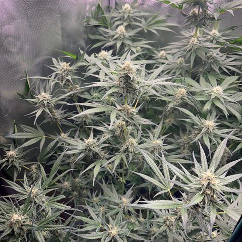 Gorilla Cookies Auto growlog timeline photo