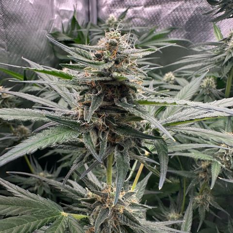 Gorilla Cookies Auto growlog timeline photo