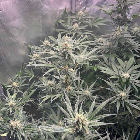 Gorilla Cookies Auto growlog timeline photo