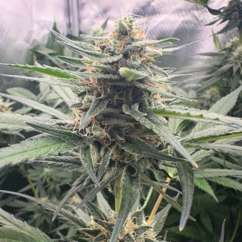 Gorilla Cookies Auto growlog timeline photo