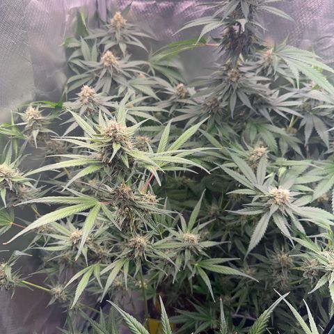 Gorilla Cookies Auto growlog timeline photo