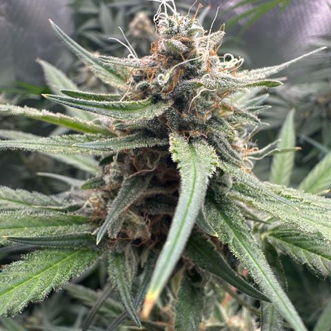 Gorilla Cookies Auto growlog timeline photo