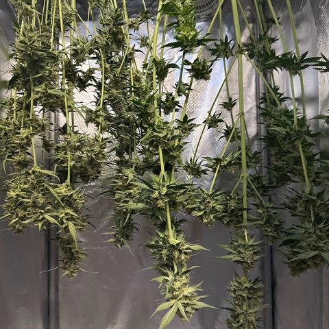 Gorilla Cookies Auto growlog timeline photo