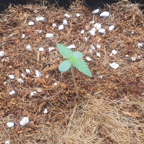 Gorilla OG Auto growlog timeline photo