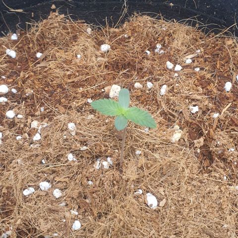 Gorilla OG Auto growlog photo: Plant 2 