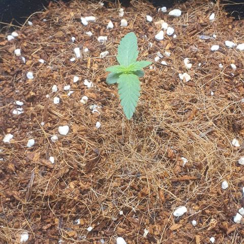Gorilla OG Auto growlog timeline photo