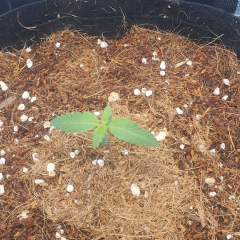 Gorilla OG Auto growlog photo: Going strong, keeping coco moist, raised fan so back plant receiving more light. Raised light dim to 60% 
