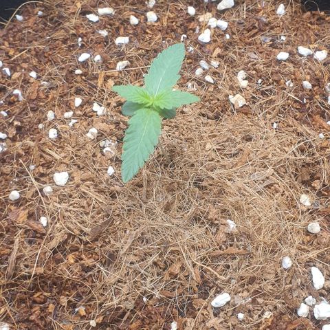 Gorilla OG Auto growlog photo: Going strong, keeping coco moist, raised fan so back plant receiving more light. Raised light dim to 60% 