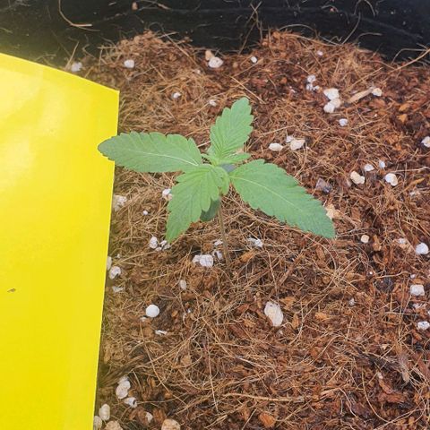 Gorilla OG Auto growlog photo: Basic water, temps at 23-25° 1/4 strength nutrient solution with cal mag added yesterday. Both seedlings have responded well. 