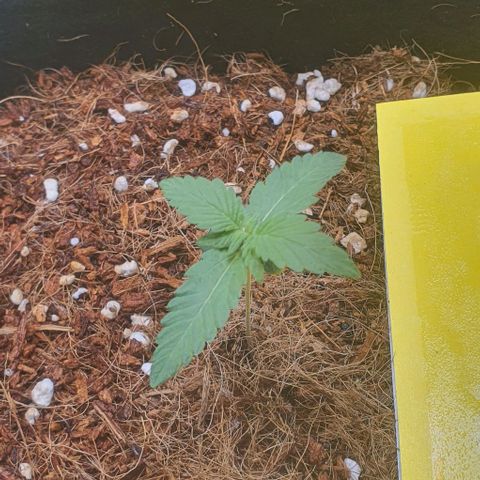 Gorilla OG Auto growlog photo: Basic water, temps at 23-25° 1/4 strength nutrient solution with cal mag added yesterday. Both seedlings have responded well. 