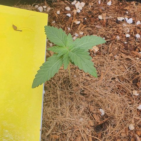 Gorilla OG Auto growlog photo: Adjusted pots in room for better light distribution,
Added the new clip fan and removed big fan from grow room. 