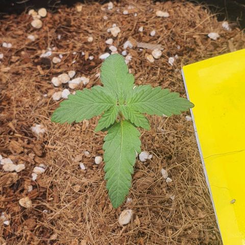 Gorilla OG Auto growlog photo: Adjusted pots in room for better light distribution,
Added the new clip fan and removed big fan from grow room. 