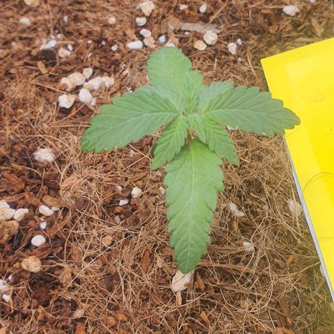 Gorilla OG Auto growlog photo: Starting feeds of 1/2 strength nitrosol and cal mag, 20mls per 10 litres of both. Ph 6.85.