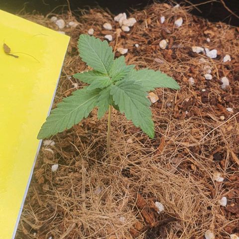 Gorilla OG Auto growlog photo: Starting feeds of 1/2 strength nitrosol and cal mag, 20mls per 10 litres of both. Ph 6.85.