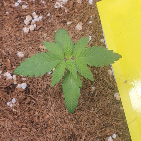 Gorilla OG Auto growlog timeline photo